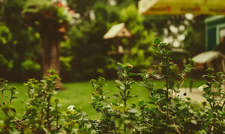 Garden with trees, hedges and bird house