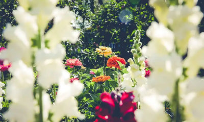 wall of flowers in bloom