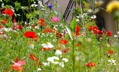 Poppies and other wildflowers growing next to building.