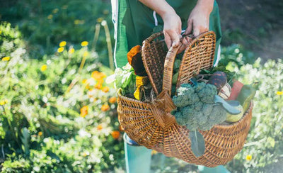Person with green apron carrying a woven basket full of vegetables.
