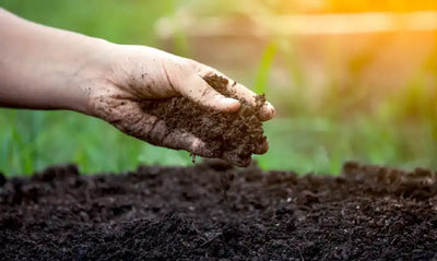 How To Plan A Garden from Scratch