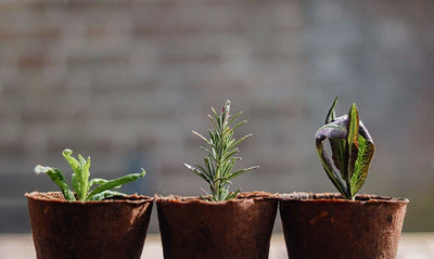 Close up of herbs taking shoot in pots in the garden