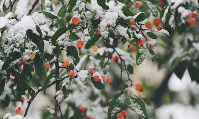 closeup of berries on tree covered in snow