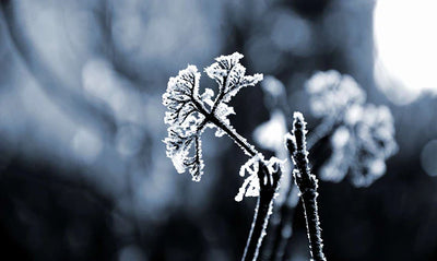 How To Prepare and Protect Your Garden from Unexpected Snow and Frost