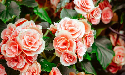closeup of pink roses in garden