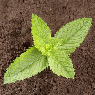 Small mint plant growing in soil
