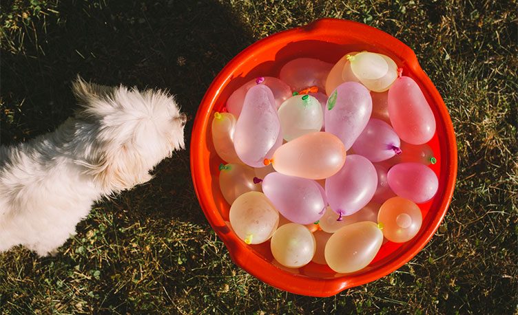 Birds view of a dog standing in front of a red bucket with colourful water ballons.
