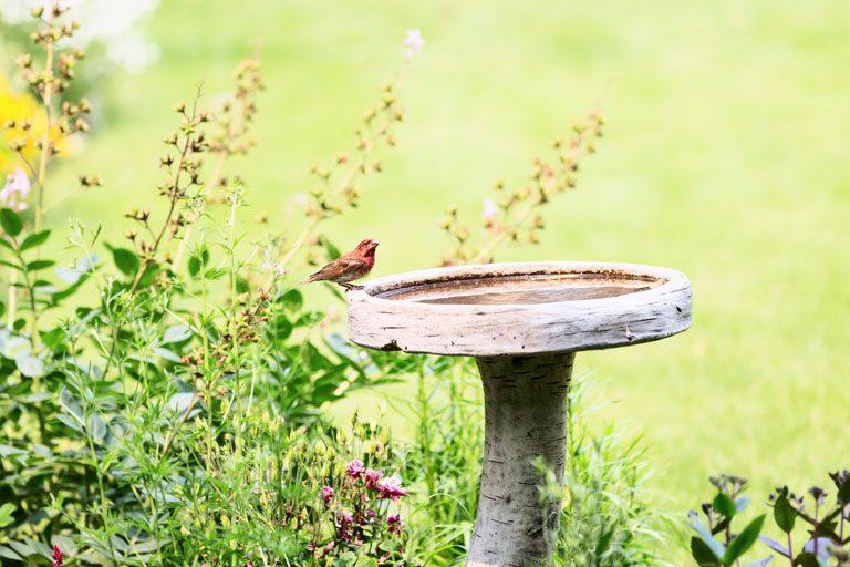 Wooden birdbath in garden with male house finch in it