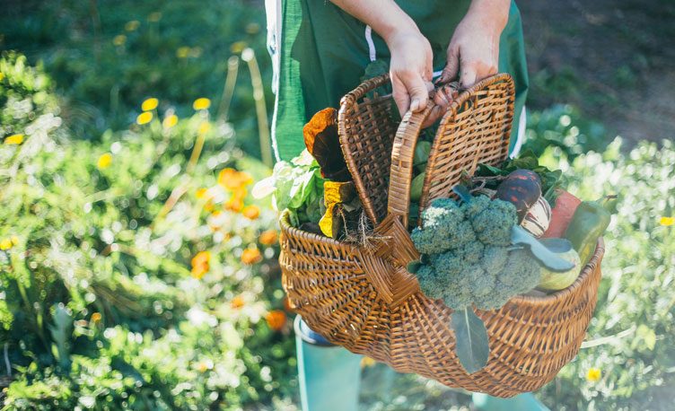Person with green apron carrying a woven basket full of vegetables.