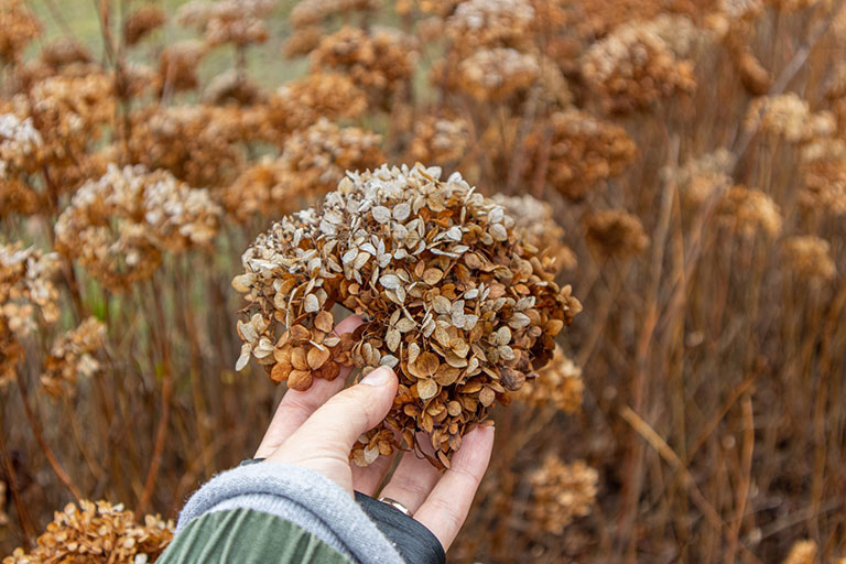 A hand holding a large dried flower