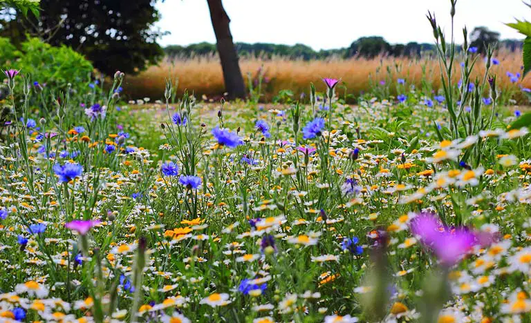 Summer meadow full of colourful wildflowers.