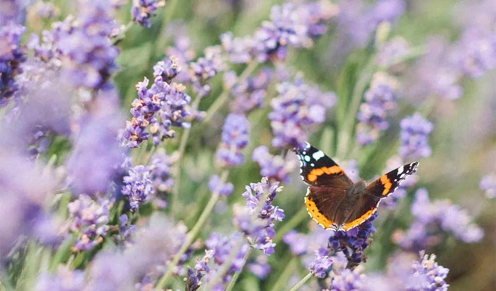 Butterly on a lavender flower.