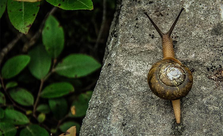 Snail on a stone or wall.