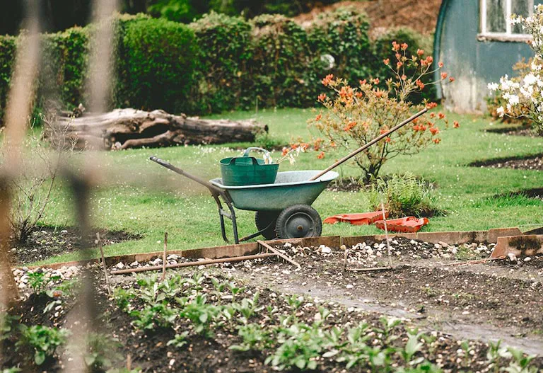 A vegetable garden with a wheelbarrow