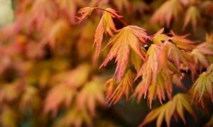 red acer leaves closeup picture