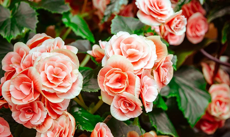 closeup of pink roses in garden