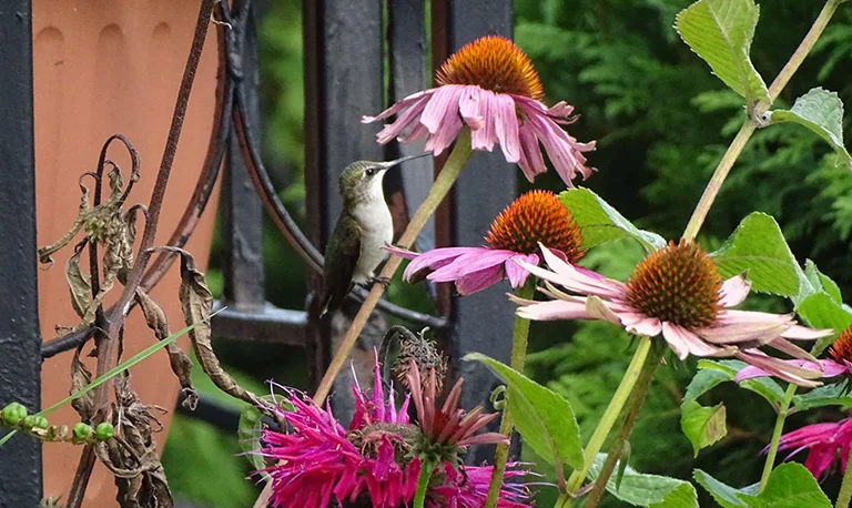 Humming bird on a flower in the garden