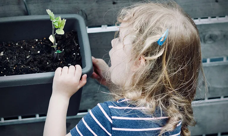 Child looking at seedlings growing in a seed tray